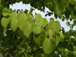 Cercidiphyllum Japonicum, Kuchenbaum -Gartenwelt Angebote Store cercidiphyllum japonicum bl 1280x1280