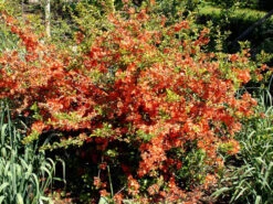 Nordische Zitrone, Essbare Zierquitte -Gartenwelt Angebote Store chaenomeles cido 1280x1280