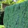 Chamaecyparis Lawsoniana 'Columnaris', Blaue Säulenzypresse