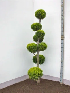 Chamaecyparis Laws. Ivonne, XXL-Produkt