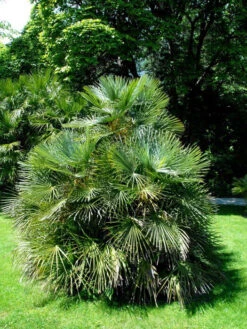 Chamaerops Humilis, Zwergpalme -Gartenwelt Angebote Store chamaerops zwergpalme 1280x1280
