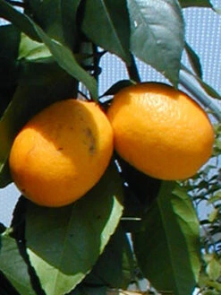 Citrus Fortunella Japonica Kumquat, Ei-Mandarine, Kumquat -Gartenwelt Angebote Store citrus frucht 1280x1280