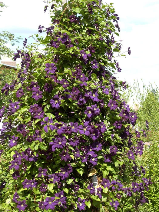 Clematis Viticella 'Etoile Violette' 2 Clematis Viticella 'Etoile Violette' – Bild 2