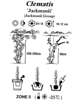 Clematis Jackmanii -Gartenwelt Angebote Store clematis jackmanii 1280x1280