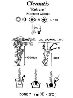 Clematis Montana 'Rubens', Anemonenwaldrebe -Gartenwelt Angebote Store clematis montana rubens 1280x1280