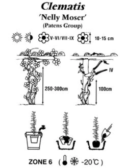Clematis 'Nelly Moser' -Gartenwelt Angebote Store clematis nelly moser 1280x1280