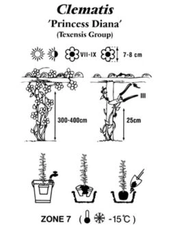 Clematis Texensis 'Princess Diana' -Gartenwelt Angebote Store clematis princessdiana 1280x1280