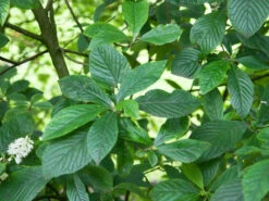 Clethra Alnifolia, Zimterle, Scheineller -Gartenwelt Angebote Store clethra alnifolia 1280x1280