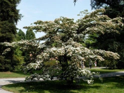 Cornus Kousa, Japanischer Blumenhartriegel -Gartenwelt Angebote Store cornus kousa 1280x1280