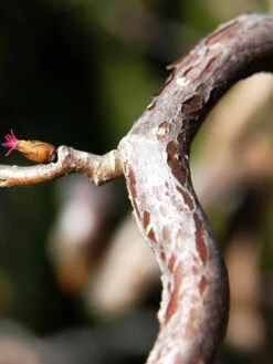 Corylus Avellana 'Contorta', Korkenzieherhasel -Gartenwelt Angebote Store corylus contorta 1280x1280