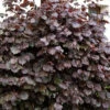Corylus Maxima 'Purpurea', Purpurhasel