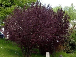 Corylus Maxima 'Purpurea', Purpurhasel -Gartenwelt Angebote Store corylus purpurea strauch55599b3448cf0 1280x1280