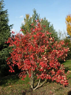 Cotinus Coggygria 'Young Lady'® -Gartenwelt Angebote Store cotinus young lady 1280x1280