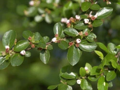 Cotoneaster Divaricatus, Sparrige Zwergmispel 8 Cotoneaster Divaricatus, Sparrige Zwergmispel -Gartenwelt Angebote Store cotoneaster blatt bluete 1280x1280