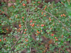 Cotoneaster Divaricatus, Sparrige Zwergmispel 7 Cotoneaster Divaricatus, Sparrige Zwergmispel -Gartenwelt Angebote Store cotoneaster divaricatus 1280x1280
