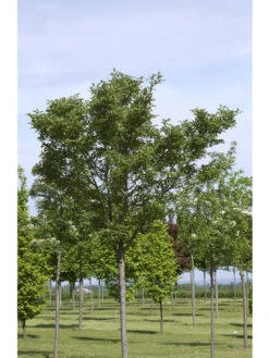 Crataegus Lavallei 'Carrierei', Lederblättriger Weißdorn - Hochstamm 5 Crataegus Lavallei 'Carrierei', Lederblättriger Weißdorn - Hochstamm -Gartenwelt Angebote Store crataegus x lavallei carrie 1280x1280