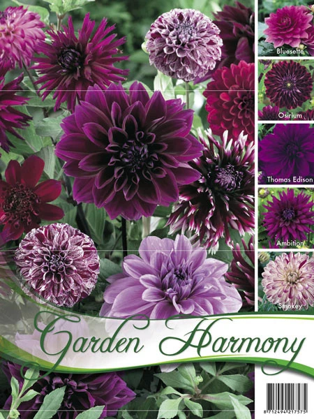 Sortiment Dahlien In Blau Und Lila (Art.Nr. 522440) 1 Sortiment Dahlien In Blau Und Lila (Art.Nr. 522440)