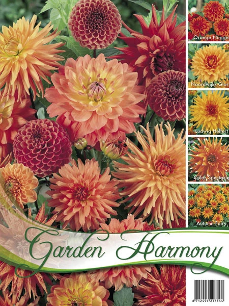 Sortiment Dahlien In Orange (Art.Nr. 522434) 1 Sortiment Dahlien In Orange (Art.Nr. 522434)