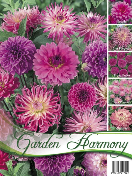 Sortiment Dahlien In Rosa (Art.Nr. 522430) 1 Sortiment Dahlien In Rosa (Art.Nr. 522430)