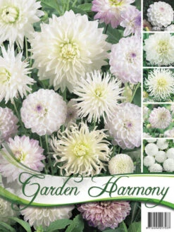 Sortiment Dahlien In Weiß (Art.Nr. 522432)