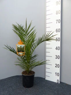 Kanarische Dattelpalme, Phoenix Canariensis -Gartenwelt Angebote Store dattelpalme 1280x1280