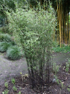 Fargesia Jiuzhaigou 'Deep Purple', Jade Bambus, Rothalmiger Schirm-Bambus 13 Fargesia Jiuzhaigou 'Deep Purple', Jade Bambus, Rothalmiger Schirm-Bambus -Gartenwelt Angebote Store deep purple bambus 1280x1280