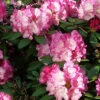 Rhododendron Yakushimanum 'Dreamland'