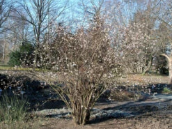 Viburnum Farreri, Duftschneeball -Gartenwelt Angebote Store duftschneeball 1280x1280