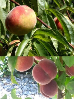 Duo-Pfirsichbaum - Revita (S) Und Kernechter Von Vorgebirge