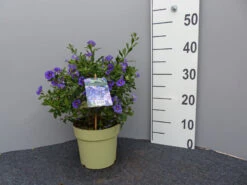 Solanum Rantonnetii, Solanum, Enzianstrauch