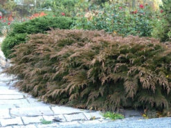 Microbiota Decussata, Fächer-Wacholder -Gartenwelt Angebote Store faecher wacholder 1280x1280