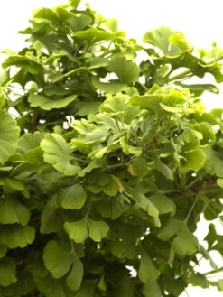 Ginkgo Biloba Mariken, Kugel-Ginkgo - Hochstamm -Gartenwelt Angebote Store faecherblattbaum mariken 1280x1280