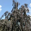 Fagus Sylvatica 'Purpurea Pendula', Schwarzrote Hängeblutbuche - Hochstamm
