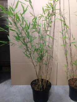 Fargesia Nitida 'Black Pearl' - Glänzender Schirm-Bambus 7 Fargesia Nitida 'Black Pearl' - Glänzender Schirm-Bambus -Gartenwelt Angebote Store fargesia nitida black pearl 1280x1280