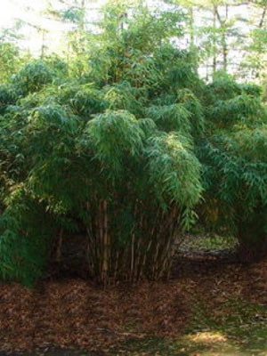 Fargesia Robusta 'Campbell', Großer Heckenbambus 1 Fargesia Robusta 'Campbell', Großer Heckenbambus