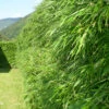 Fargesia Rufa, Grüner Heckenbambus