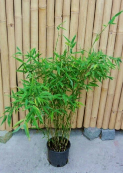 Fargesia Murielae 'Tiny', Schirmbambus -Gartenwelt Angebote Store fargesia tiny 1280x1280