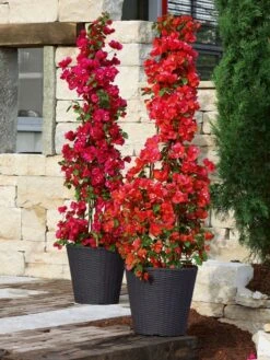 Pflanzkübel Geflecht-Dekor -Gartenwelt Angebote Store flechtkuebel rund niedrig b 1280x1280