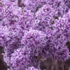 Syringa Vulgaris 'Sensation', Edel-Flieder