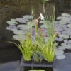 Floating Plant Oasis Von Velda (Art.Nr. Vel127603)