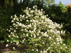 Fothergilla Major, Federbuschstrauch -Gartenwelt Angebote Store fothergilla major 1280x1280