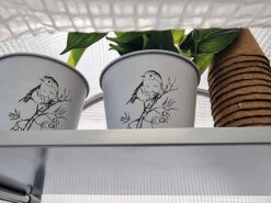 Frost-Schutzhaus SNOW (Art.Nr. V29933) -Gartenwelt Angebote Store frost schutzhaus innen 1280x1280