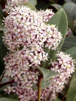 Skimmia Japonica, Frucht-Skimmie