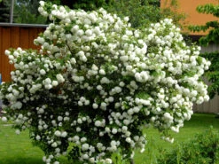 Viburnum Opulus 'Roseum', Echter Schneeball -Gartenwelt Angebote Store gefuellter schneeball55599e9c38bda 1280x1280