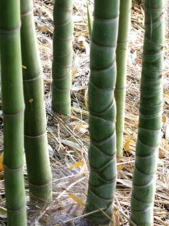 Phyllostachys Aurea, Gelber Bambus -Gartenwelt Angebote Store gelber bambus trieb 1280x1280