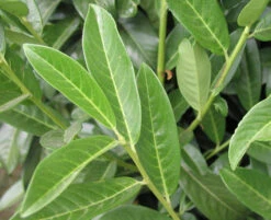 Prunus Laurocerasus Genolia® 'Mariblon', Säulenförmiger Kirschlorbeer 9 Prunus Laurocerasus Genolia® 'Mariblon', Säulenförmiger Kirschlorbeer -Gartenwelt Angebote Store genolia mariblon blatt 1280x1280