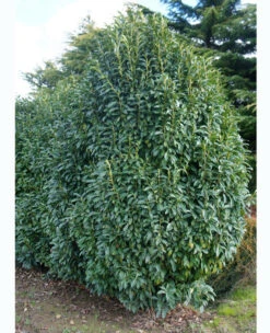 Prunus Laurocerasus Genolia® 'Mariblon', Säulenförmiger Kirschlorbeer 10 Prunus Laurocerasus Genolia® 'Mariblon', Säulenförmiger Kirschlorbeer -Gartenwelt Angebote Store genolia solitaer 1280x1280