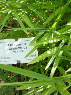 Pleioblastus Viridistriatus (Pleioblastus Auricoma), Gestreifter Zwergbambus -Gartenwelt Angebote Store gestreifter zwergbambus 1280x1280