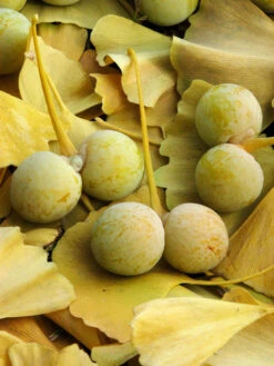 Ginkgo Biloba, Fächerblattbaum, Ginkgobaum 8 Ginkgo Biloba, Fächerblattbaum, Ginkgobaum -Gartenwelt Angebote Store ginkgo frucht 1280x1280