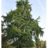 Ginkgo Biloba, Fächerblattbaum - Hochstamm